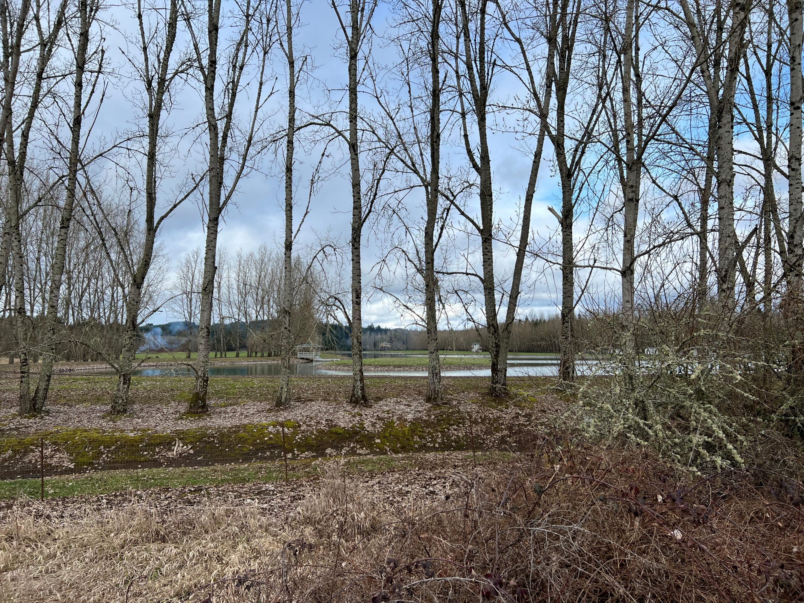 willapa hills marsh scenery