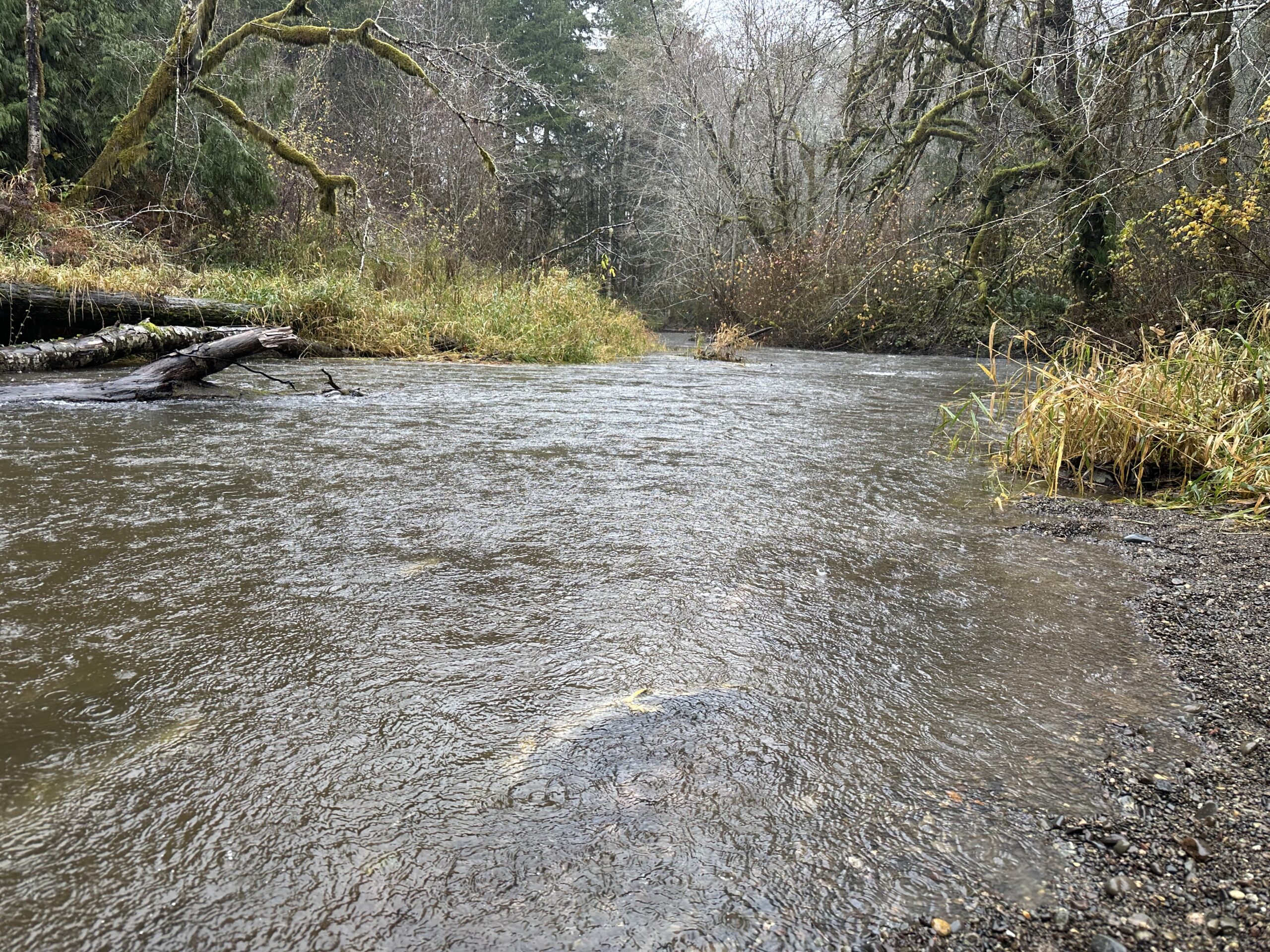 kennedy creek spawning